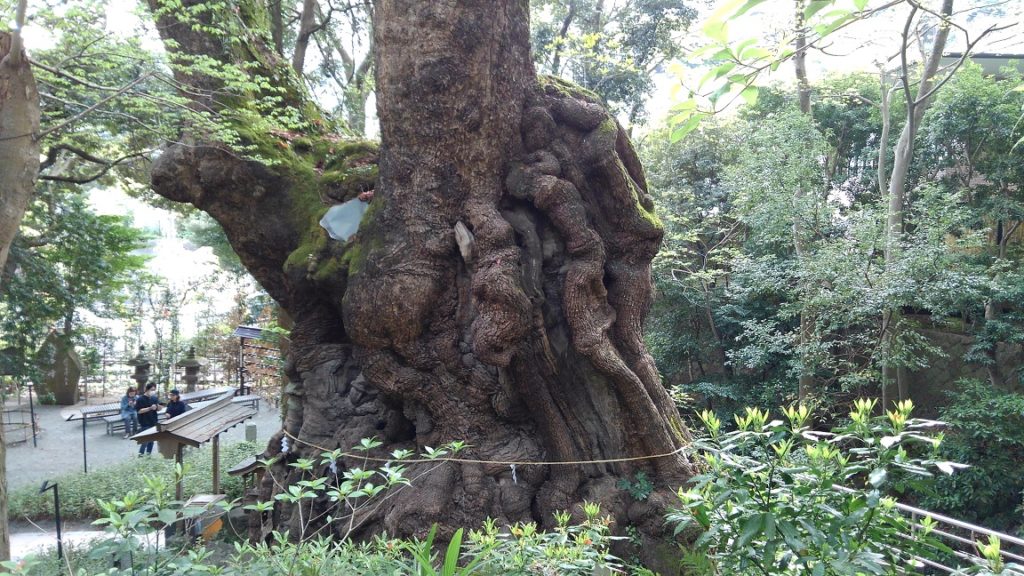 運気が上がる素敵な日常